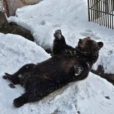 のぼりべつクマ牧場に投稿された画像（2024/12/13）