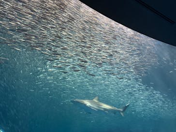 名古屋港水族館に投稿された画像（2025/1/14）
