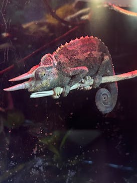 カワスイ 川崎⽔族館に投稿された画像（2025/1/14）