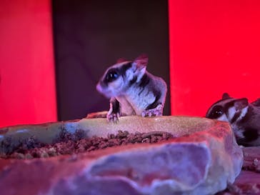 カワスイ 川崎⽔族館に投稿された画像（2025/1/14）