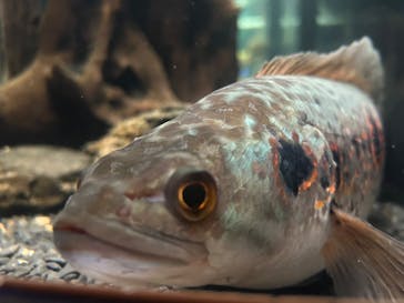 カワスイ 川崎⽔族館に投稿された画像（2025/1/14）