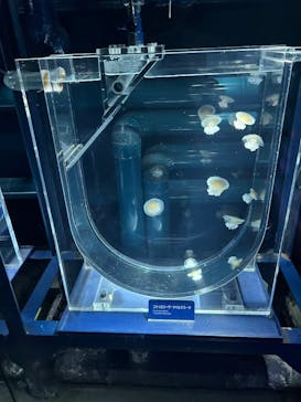 すみだ水族館に投稿された画像（2025/1/14）