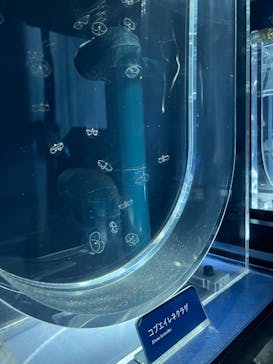 すみだ水族館に投稿された画像（2025/1/14）