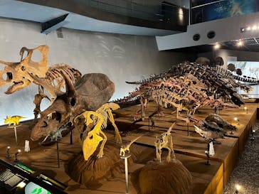 福井県立恐竜博物館に投稿された画像（2025/1/14）