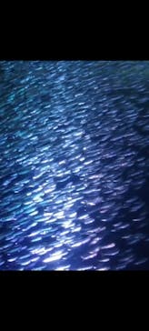 名古屋港水族館に投稿された画像（2025/1/14）