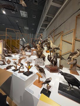 特別展「鳥 ～ゲノム解析が解き明かす新しい鳥類の系統～」国立科学博物館に投稿された画像（2025/1/14）