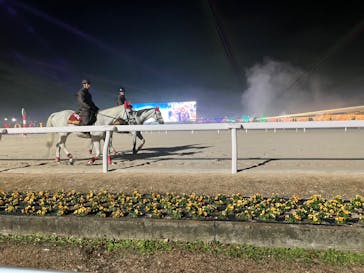 東京メガイルミに投稿された画像（2025/1/14）