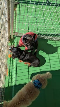 つくばわんわんランドに投稿された画像（2025/1/15）