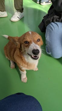 つくばわんわんランドに投稿された画像（2025/1/15）