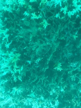 川平マリンサービスに投稿された画像（2025/1/15）