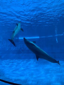 名古屋港水族館に投稿された画像（2025/1/15）
