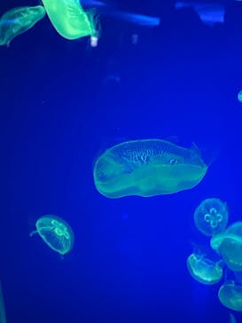 名古屋港水族館に投稿された画像（2025/1/15）