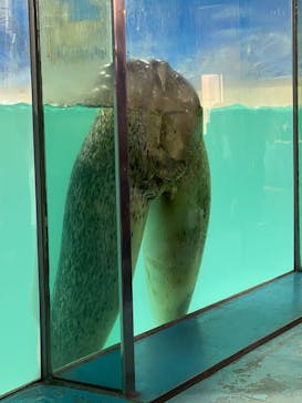 下田海中水族館に投稿された画像（2025/1/15）