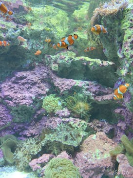 サンシャイン水族館に投稿された画像（2025/1/15）