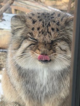 那須どうぶつ王国に投稿された画像（2025/1/15）