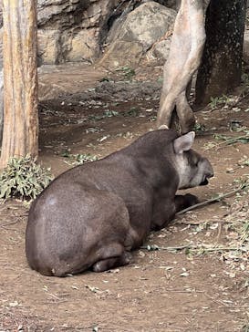 恩賜上野動物園に投稿された画像（2025/1/15）