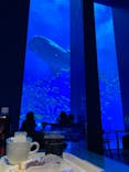 沖縄美ら海水族館に投稿された画像（2025/1/16）