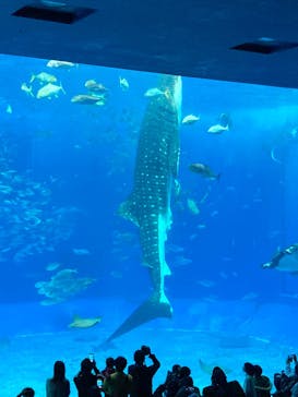 沖縄美ら海水族館に投稿された画像（2025/1/15）
