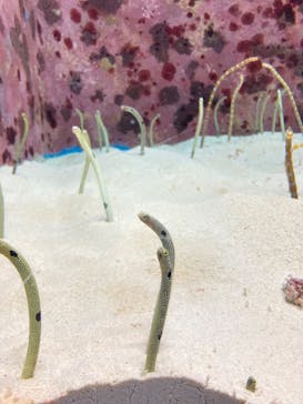 沖縄美ら海水族館に投稿された画像（2025/1/15）