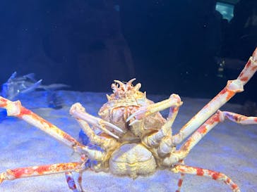 サンシャイン水族館に投稿された画像（2025/1/16）