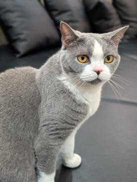 猫カフェモカ 京都河原町店に投稿された画像（2025/1/16）