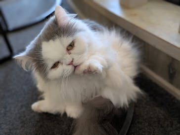 猫カフェモカ 京都河原町店に投稿された画像（2025/1/16）