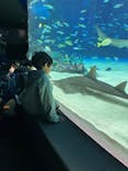 サンシャイン水族館に投稿された画像（2025/1/16）