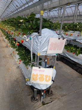 たにい農園に投稿された画像（2025/1/16）