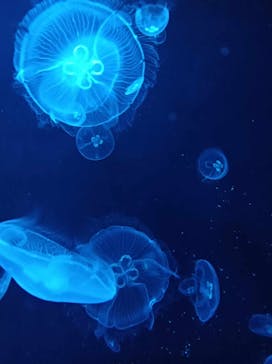 下田海中水族館に投稿された画像（2025/1/16）