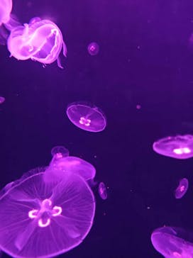 下田海中水族館に投稿された画像（2025/1/16）