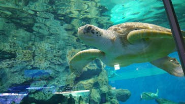 名古屋港水族館に投稿された画像（2025/1/16）