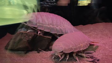 名古屋港水族館に投稿された画像（2025/1/16）