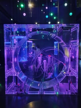 マクセル アクアパーク品川に投稿された画像（2025/1/16）