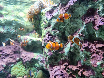 サンシャイン水族館に投稿された画像（2025/1/16）