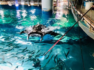 マクセル アクアパーク品川に投稿された画像（2025/1/16）