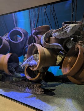 竹島水族館に投稿された画像（2025/1/17）