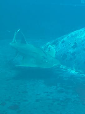葛西臨海水族園に投稿された画像（2025/1/17）
