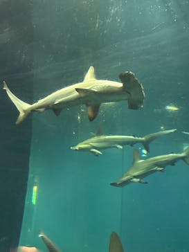 葛西臨海水族園に投稿された画像（2025/1/17）