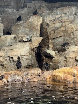 葛西臨海水族園に投稿された画像（2025/1/17）