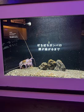 横浜開運水族館 フォーチュンアクアリウムに投稿された画像（2025/1/17）