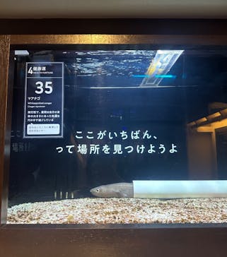 横浜開運水族館 フォーチュンアクアリウムに投稿された画像（2025/1/17）