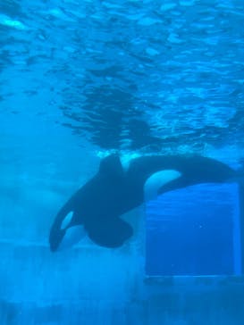 名古屋港水族館に投稿された画像（2025/1/17）