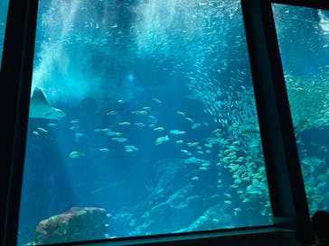 マリンワールド海の中道に投稿された画像（2025/1/17）