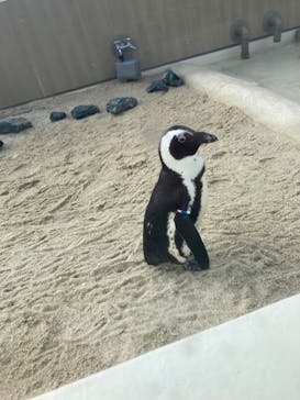 マリンワールド海の中道に投稿された画像（2025/1/17）