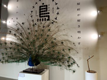 特別展「鳥 ～ゲノム解析が解き明かす新しい鳥類の系統～」国立科学博物館に投稿された画像（2025/1/17）