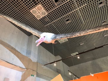 特別展「鳥 ～ゲノム解析が解き明かす新しい鳥類の系統～」国立科学博物館に投稿された画像（2025/1/17）