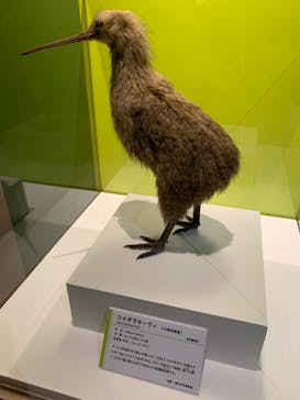 特別展「鳥 ～ゲノム解析が解き明かす新しい鳥類の系統～」国立科学博物館に投稿された画像（2025/1/17）