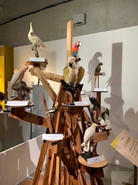 特別展「鳥 ～ゲノム解析が解き明かす新しい鳥類の系統～」国立科学博物館に投稿された画像（2025/1/17）