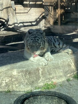 東武動物公園に投稿された画像（2025/1/17）