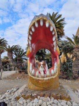 伊豆ぐらんぱる公園に投稿された画像（2025/1/17）